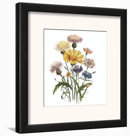 Centaurea Crocadylium-Jane W^ Loudon-Framed Art Print