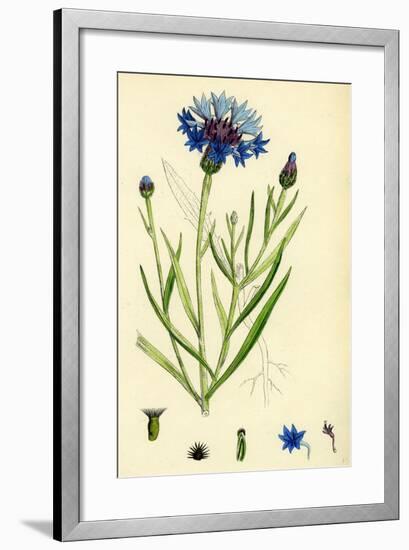 Centaurea Cyanus Blue-Bottle-null-Framed Giclee Print