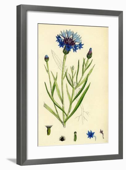 Centaurea Cyanus Blue-Bottle-null-Framed Giclee Print