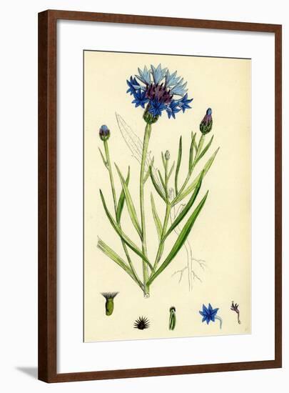 Centaurea Cyanus Blue-Bottle-null-Framed Giclee Print