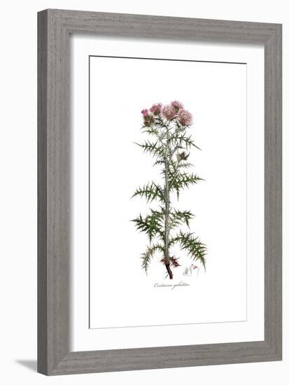 Centaurea galactites, Flora Graeca-Ferdinand Bauer-Framed Giclee Print