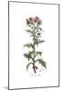 Centaurea galactites, Flora Graeca-Ferdinand Bauer-Mounted Giclee Print