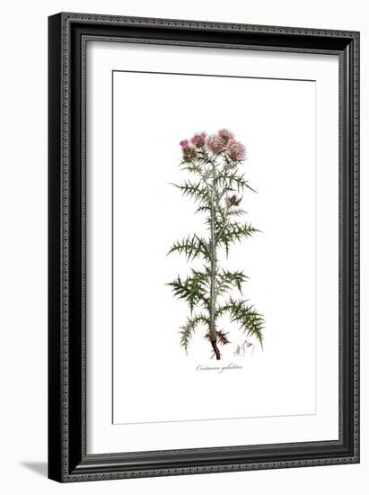 Centaurea galactites, Flora Graeca-Ferdinand Bauer-Framed Giclee Print