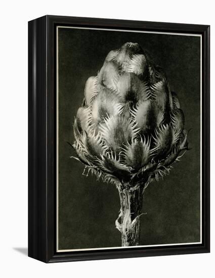 Centaurea Grecesina. 1929 (Photogravure)-Karl Blossfeldt-Framed Premier Image Canvas