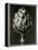 Centaurea Grecesina. 1929 (Photogravure)-Karl Blossfeldt-Framed Premier Image Canvas