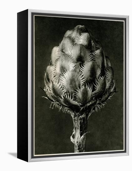 Centaurea Grecesina. 1929 (Photogravure)-Karl Blossfeldt-Framed Premier Image Canvas
