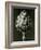 Centaurea Grecesina. 1929 (Photogravure)-Karl Blossfeldt-Framed Giclee Print