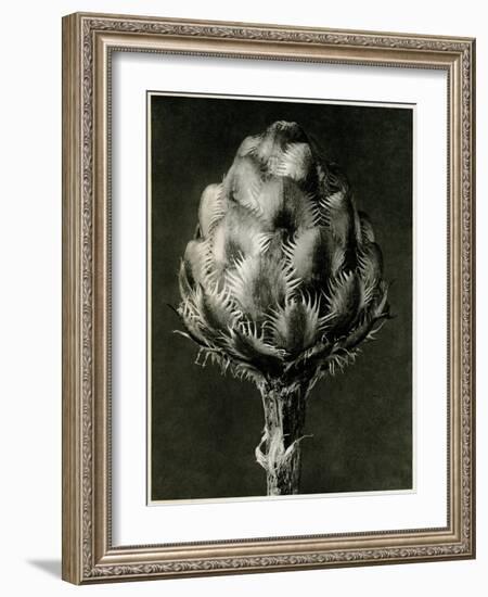 Centaurea Grecesina. 1929 (Photogravure)-Karl Blossfeldt-Framed Giclee Print