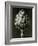 Centaurea Grecesina. 1929 (Photogravure)-Karl Blossfeldt-Framed Giclee Print