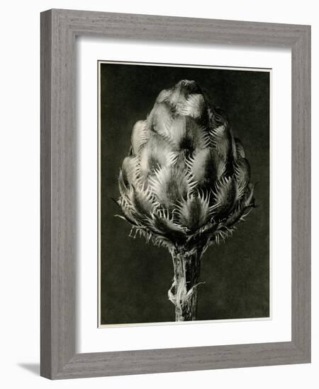 Centaurea Grecesina. 1929 (Photogravure)-Karl Blossfeldt-Framed Giclee Print