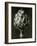 Centaurea Grecesina. 1929 (Photogravure)-Karl Blossfeldt-Framed Giclee Print