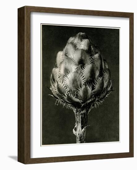 Centaurea Grecesina. 1929 (Photogravure)-Karl Blossfeldt-Framed Giclee Print