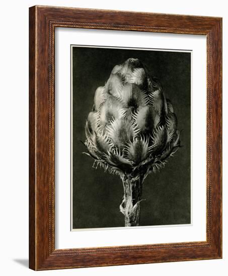 Centaurea Grecesina. 1929 (Photogravure)-Karl Blossfeldt-Framed Giclee Print