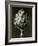 Centaurea Grecesina. 1929 (Photogravure)-Karl Blossfeldt-Framed Giclee Print