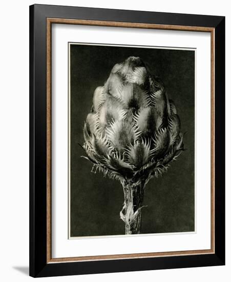 Centaurea Grecesina. 1929 (Photogravure)-Karl Blossfeldt-Framed Giclee Print