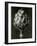 Centaurea Grecesina. 1929 (Photogravure)-Karl Blossfeldt-Framed Giclee Print