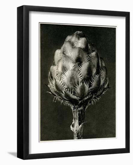 Centaurea Grecesina. 1929 (Photogravure)-Karl Blossfeldt-Framed Giclee Print