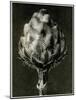 Centaurea Grecesina. 1929 (Photogravure)-Karl Blossfeldt-Mounted Giclee Print