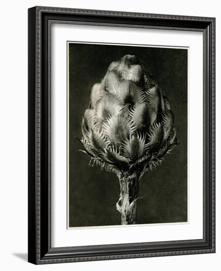 Centaurea Grecesina. 1929 (Photogravure)-Karl Blossfeldt-Framed Giclee Print