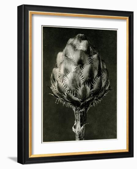 Centaurea Grecesina. 1929 (Photogravure)-Karl Blossfeldt-Framed Giclee Print