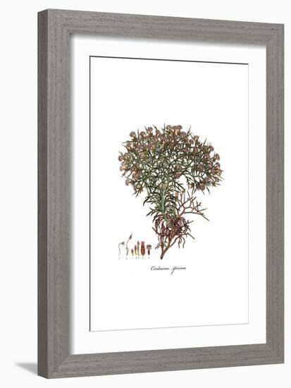 Centaurea spinosa, Flora Graeca-Ferdinand Bauer-Framed Giclee Print