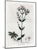 Centauree Chironia - Centaury, Chironia Centaurium. Handcoloured Copperplate Engraving from a Botan-James Sowerby-Mounted Giclee Print