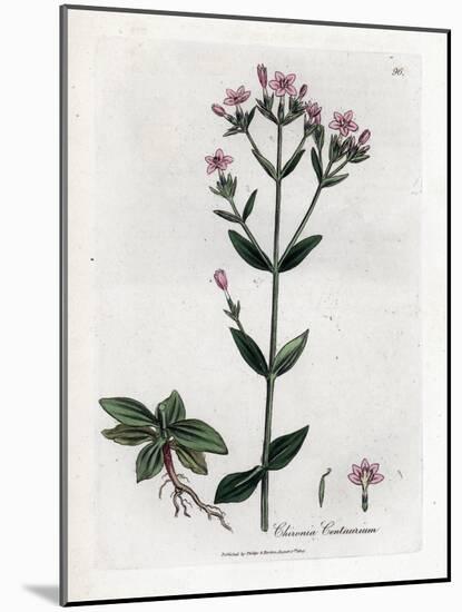 Centauree Chironia - Centaury, Chironia Centaurium. Handcoloured Copperplate Engraving from a Botan-James Sowerby-Mounted Giclee Print