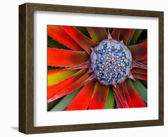 Center of a Blooming Agave, San Francisco Conservatory, California, USA-Darrell Gulin-Framed Photographic Print