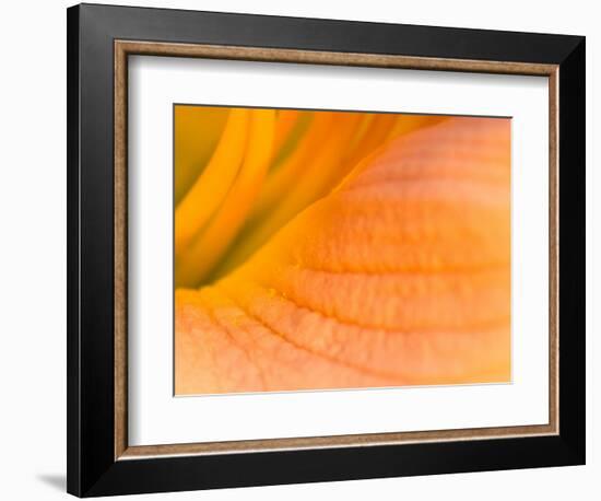 Center of A Pink Day Lily, Arlington, Virginia, USA-Corey Hilz-Framed Photographic Print