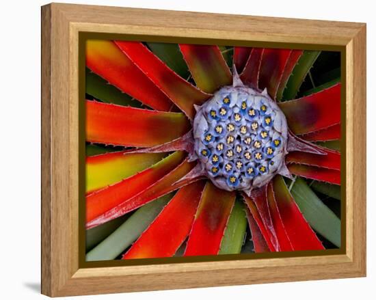 Center of an Agave Plant-Darrell Gulin-Framed Premier Image Canvas