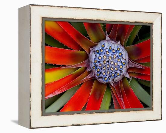 Center of an Agave Plant-Darrell Gulin-Framed Premier Image Canvas