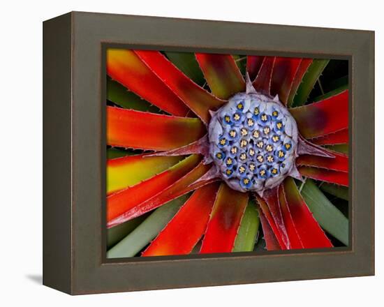 Center of an Agave Plant-Darrell Gulin-Framed Premier Image Canvas