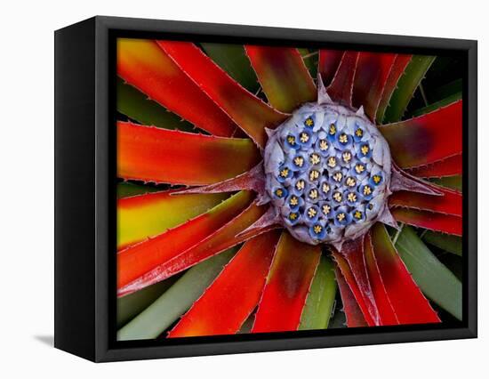 Center of an Agave Plant-Darrell Gulin-Framed Premier Image Canvas