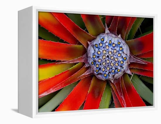 Center of an Agave Plant-Darrell Gulin-Framed Premier Image Canvas