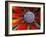 Center of an Agave Plant-Darrell Gulin-Framed Premium Photographic Print