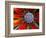 Center of an Agave Plant-Darrell Gulin-Framed Photographic Print