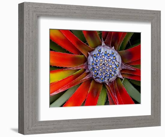 Center of an Agave Plant-Darrell Gulin-Framed Photographic Print