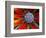 Center of an Agave Plant-Darrell Gulin-Framed Photographic Print