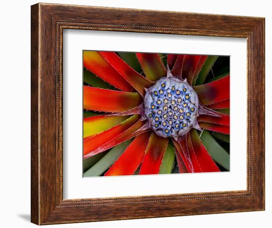 Center of an Agave Plant-Darrell Gulin-Framed Photographic Print