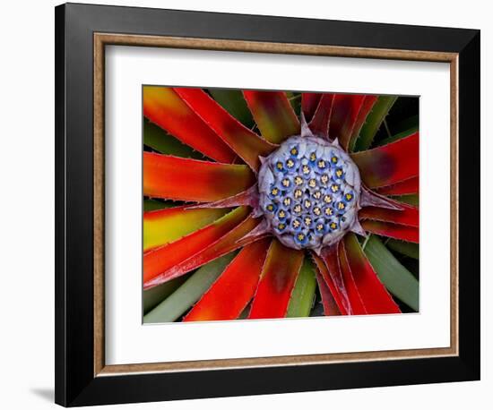 Center of an Agave Plant-Darrell Gulin-Framed Photographic Print