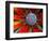 Center of an Agave Plant-Darrell Gulin-Framed Photographic Print