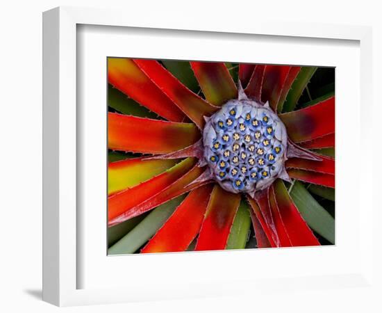 Center of an Agave Plant-Darrell Gulin-Framed Photographic Print