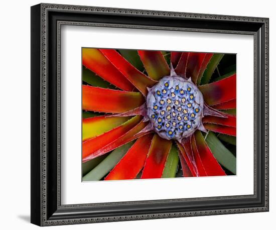 Center of an Agave Plant-Darrell Gulin-Framed Photographic Print