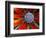 Center of an Agave Plant-Darrell Gulin-Framed Photographic Print