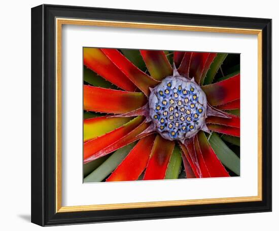 Center of an Agave Plant-Darrell Gulin-Framed Photographic Print