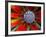 Center of an Agave Plant-Darrell Gulin-Framed Photographic Print