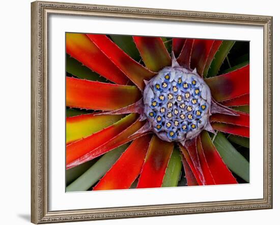 Center of an Agave Plant-Darrell Gulin-Framed Photographic Print