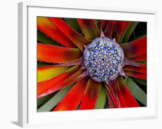 Center of an Agave Plant-Darrell Gulin-Framed Photographic Print