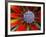 Center of an Agave Plant-Darrell Gulin-Framed Photographic Print