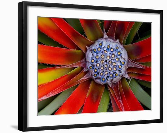 Center of an Agave Plant-Darrell Gulin-Framed Photographic Print